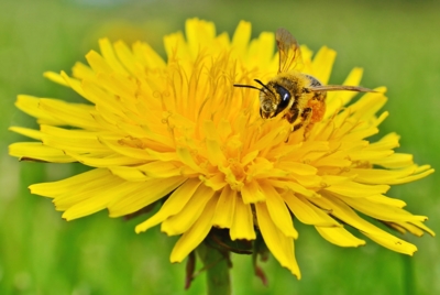 Včela v pampelišce