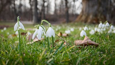 Sněženky ze Stromovky