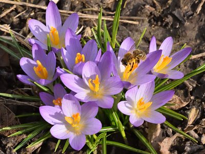 První letošní včelka *