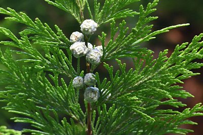 Větvička cypřišku