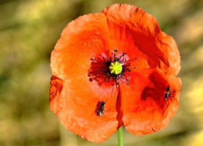 V máku, dáme si do sosáku