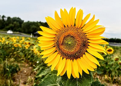 Sluníčko na neděli