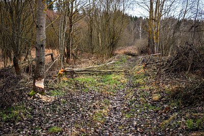 Bobří cesta.