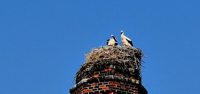 Naše čapí mláďata