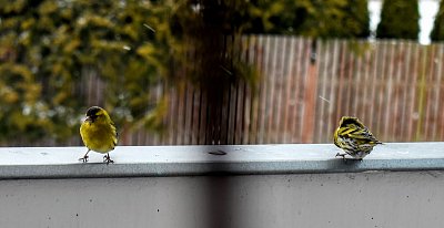 Čížek lesní zepředu i zezadu.