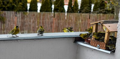 Rodinka Čížka lesního