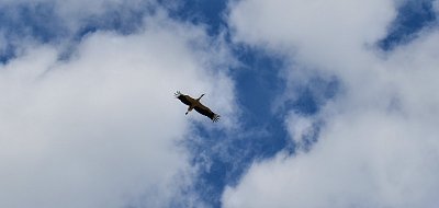 Přelet nad čapím hnízdem.