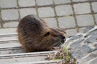 Vltavská nutrie