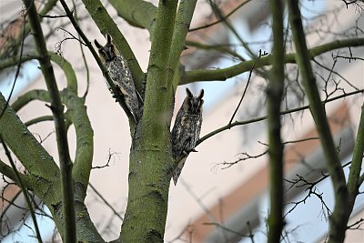 Ušatý a uši nemá....