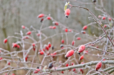 Zima v šípkovém keři