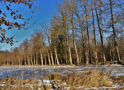 Alej u rybníka Peruš.