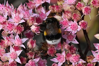 Na kvítcích rozchodníku