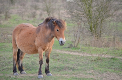 Milovická divoká klisna původem z anglického Exmooru