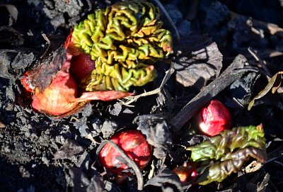 Co je to? (hádanka)