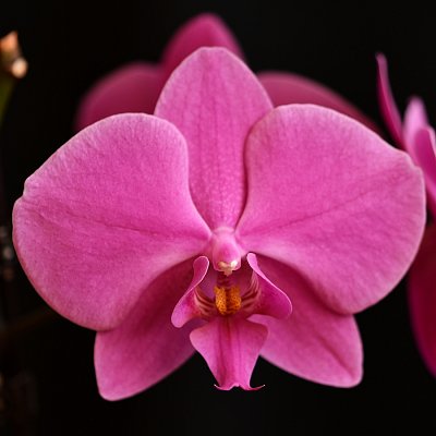 Orchidej II