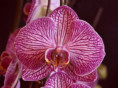 Orchidej III *