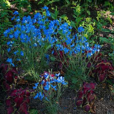 Modrá je dobrá ale tahle je skvělá