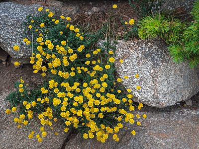 Rmen barvířský-Antemis tinctoria