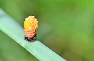 Vývojové stadium Slunéčka