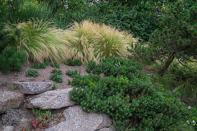 Nassella tenuissima v trojské BZ