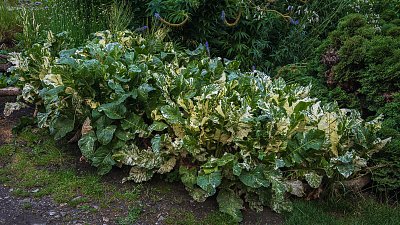 Křen selský pestrolistý (Armaracia rusticana "Variegata"