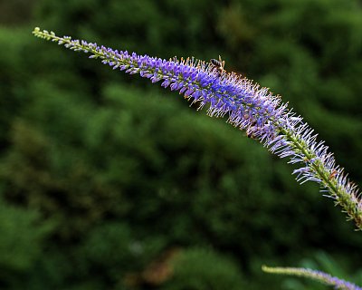 Zdá se, že jí Rozrazil virginský opravdu chutná