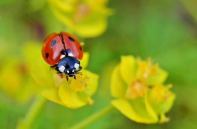 Slunéčko sedmitečné