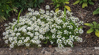 Droboučká Tařicovka přímořská