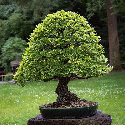 A jsme v Japonské zahradě