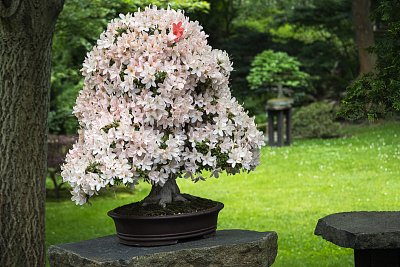 Pěnišník japonský