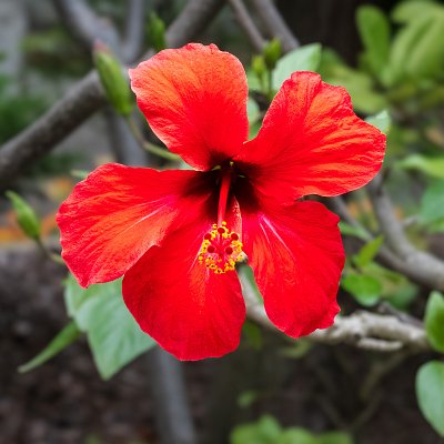 Ibišek neboli čínská růže