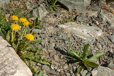 Příroda si pomůže