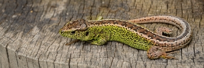 Vyhřívání se na pařezu