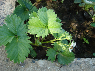 Jahody v raním slunci