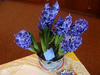 Modré hyacinty