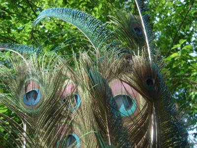 Dostala jsem paví peří, prý nosí smůlu.