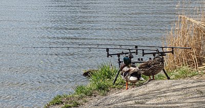 Koukejte se probudit a hlídat splávek!