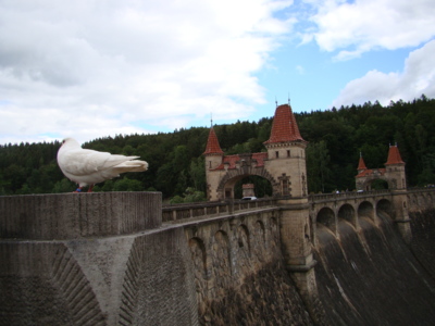 ...i holoubek se přiletěl podívat na naší krásnou přehradu