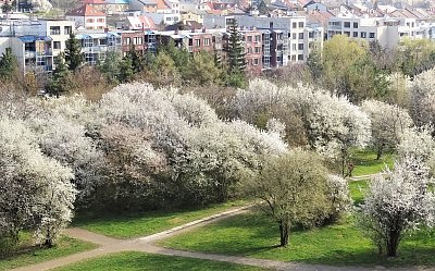 jaro v parku bez sloupku