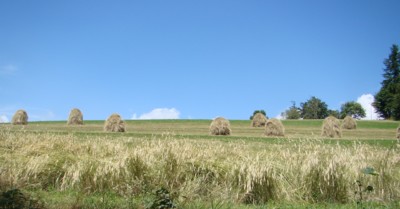Sušení sena v Beskydech