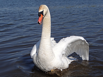 Ať ten pes vypadne...