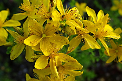 Třezalka skvrnitá s nocležníky