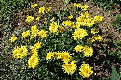 Zelenožluto ... pod balkónem