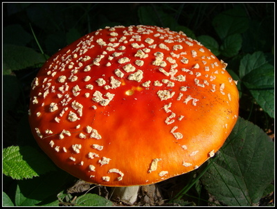 Mochomůrka červená