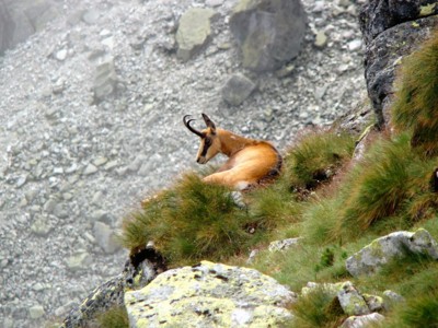 Odpočívající kamzík