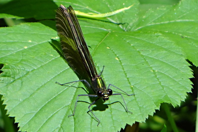 Motýlice lesklá (samička)