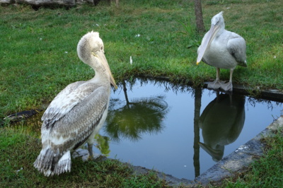 Albánie - národní park