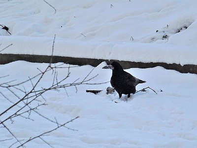 Něco bych sezobnul...