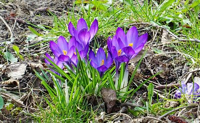 Krokusy u rybníčku