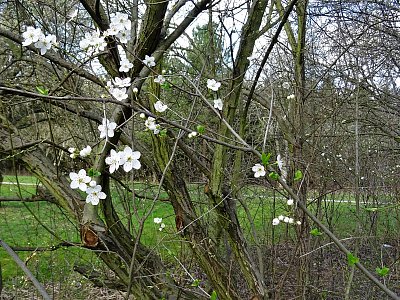 Pozvolný nástup jara
